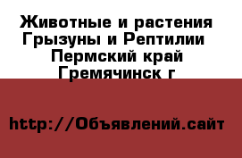 Животные и растения Грызуны и Рептилии. Пермский край,Гремячинск г.